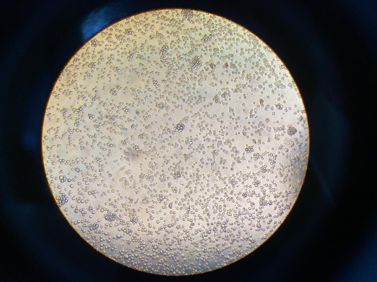 镜中月-原代细胞 微观之美.jpg